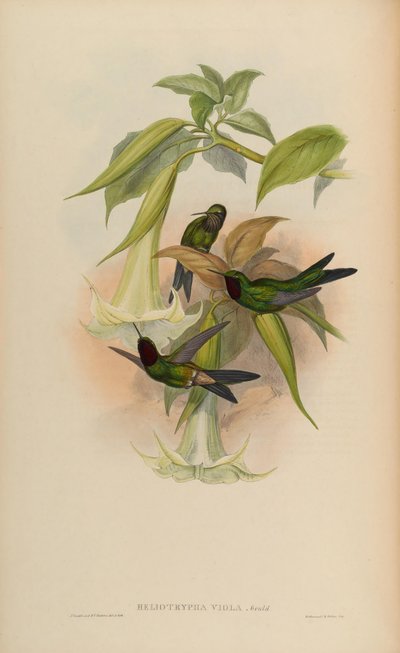 Heliotrypha viola = Heliangelus viola - John Gould